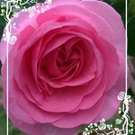 《ruru1012様専用ページ》