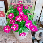 現品のみ♡【ボリュームたっぷり寄せ植え】長く咲き続けるナチュラルガーデニング！