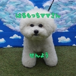 はるもっちママさん専用ページ