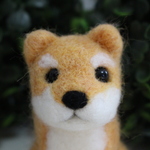 小さなぷっくり柴犬ちゃん♪①