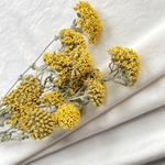 [再再販］[SALE] 野の花ドライフラワー4