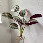Anthurium アンスリウム N2　フェイクグリーン　根付き　人工観葉植物　