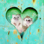 rumi_hedgehog様専用