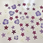 押し花＊あじさい　他