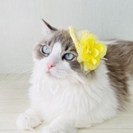 夏色 黄色い薔薇の編み帽子