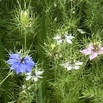 ニゲラの種150粒