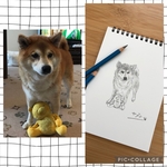 ウチノコスケッチ☆まさる様
