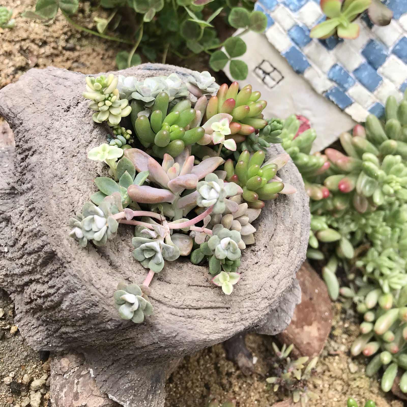 ③ 切り株 扉 モルタルハウス モルタルデコ 植木鉢 多肉植物