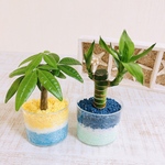 ハワイアンset  『パキラ＆ミリオンバンブー』カラーサンド植え　植物　インテリア
