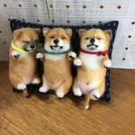 3柴パピーお昼寝中〜❣️