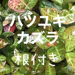 ハツユキカズラ 根付き 10本 初雪葛