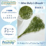大地農園！プリザーブドフラワー　「5g ソフトミニカスミ草 ヴェールグリーン」プリザ　カスミソウ　カスミ草　 花材 ハーバリウム おしゃれ かわいい プレゼント 贈り物　オオチノウエン