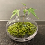 苔テラリウム ★ 一輪挿し風 ★ 紅葉 ★ 完成品