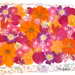 ♡new♡  ♡可愛い押し花セット♡ ♡たくさん入って使いやすい押し花セット♡
