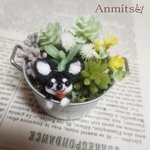 バケツの中からこんにちわん🐾　チワワ　造花　犬　いぬ　わんこ
