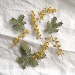 ミモザの花と葉っぱのドライフラワー