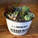 多肉植物の小さな寄せ植え17