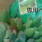 kaumaru様専用ページ