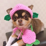 犬用＆猫用 桃帽子🍑 被り物