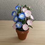 朝顔の花鉢     6