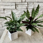 カラテア　選べる♪3品種　陶器鉢植え