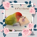 【Sサイズ】3way鳥さんのおもちゃ　バルサ塔・輪投げ・バードトイ　鳥のおもちゃ　知育玩具