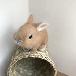 【う…様専用】うさぎ 羊毛フェルト ネザーランドドワーフ ミニうさぎ オレンジ
