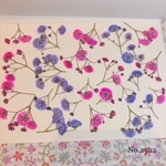 ♡new♡作家様必見♡ ♡カラフルなかすみ草♡押し花セット