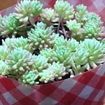 多肉植物　苗　セダム