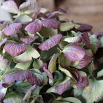立ち枯れ紫陽花のドライフラワー（箱）