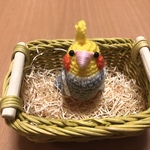 ほっぺが可愛いオカメインコちゃん（シナモングレー色）