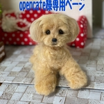 羊毛フェルト　チワプーちゃん