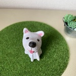 白柴くーん♡