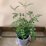 庭木植木　観葉植物　シマトネリコ