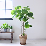 120㎝!!＜ウンベラータ＞現品　男前　受け皿付き
