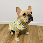 【フレブル服】鼻ぺちゃさん Tシャツorタンクトップ