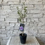 木槿　斑入り　バンゴッホ