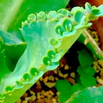 子宝草☆子株ちゃんの販売☆多肉植物☆観葉植物