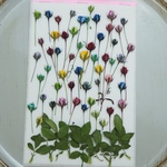 押し花ミニミニバラ蕾50輪