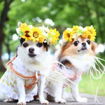 《ペット》ひまわりの花かんむり