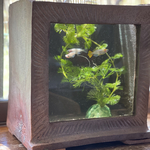 【再販】ガラス窓の付いた眺めのいい🌿炭化焼き陶器のメダカ鉢🐟