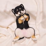 へそ天柴犬ちゃん♡黒柴