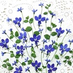  押し花素材(プラティアとロベリア)