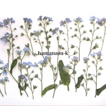 【押花素材100】忘れな草　茎付き　