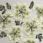 押し花素材　ホワイト☆豪華☆