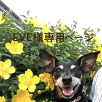 オーダーペイント　ミニチュアピンシャー