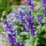 ⭕️55nene様専用ページです♡