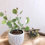 丸い葉っぱ　ユーカリ　ポポラス　3号　アンティーク鉢　観葉植物　インテリア　ガーデニング