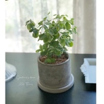 ヨウシュコバンノキ パウダースノー　in DULTON Cement pot