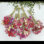 【在庫処分】千日紅ドライフラワー☆ドライフラワー花材